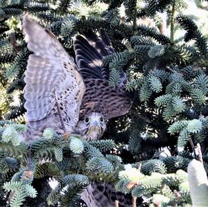 Common Kestrel