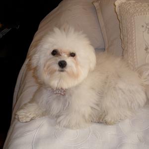 Havanese