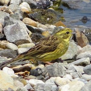 Yellowhammer