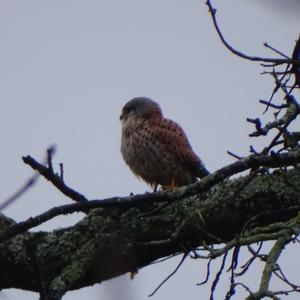 Common Kestrel