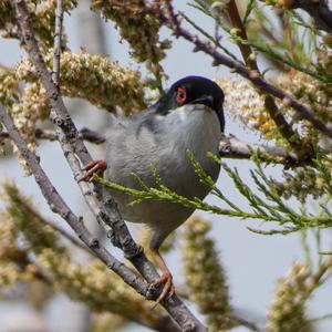 Sardinian Warbler