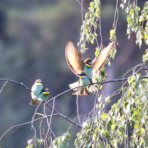 European Bee-eater