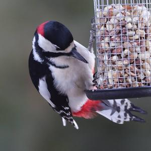 Great Spotted Woodpecker