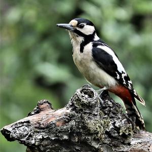 Great Spotted Woodpecker