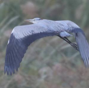 Grey Heron