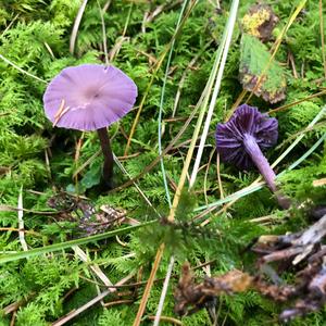 Amethyst Deceiver