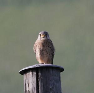 Common Kestrel