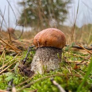 Orange Birch Bolete