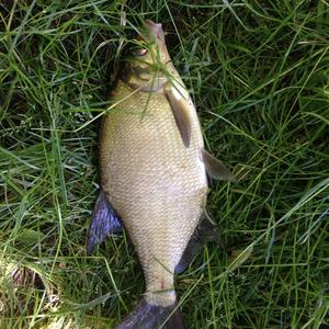 Freshwater bream