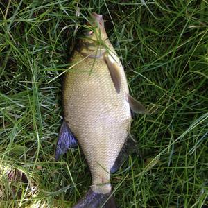 Freshwater bream