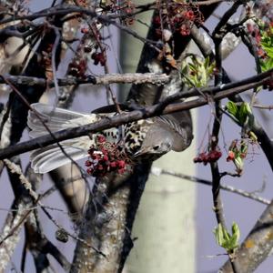 Mistle Thrush