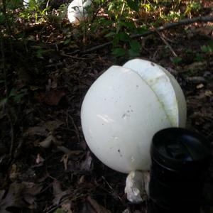 Giant Puffball