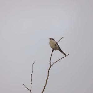 Great Grey Shrike