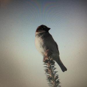 House Sparrow