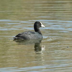 Common Coot