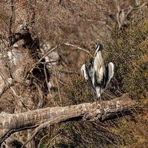 Grey Heron