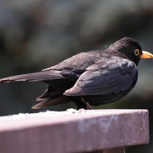 Eurasian Blackbird