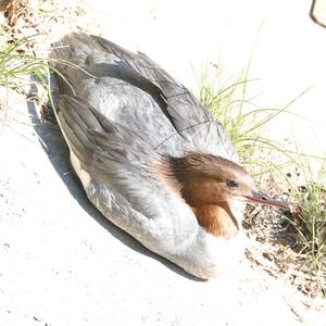 Common Merganser