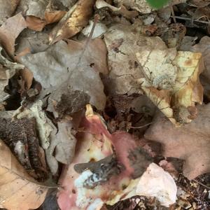 Bare-toothed Russula