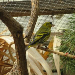 Eurasian Siskin