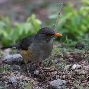 African Thrush