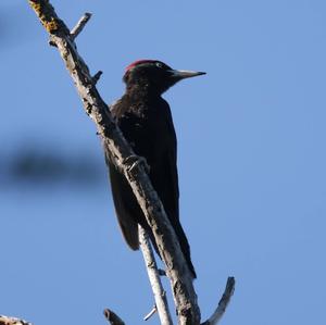 Black woodpecker