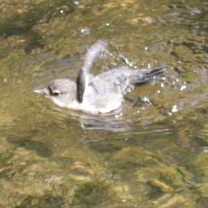 White-throated Dipper