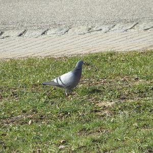 Rock Pigeon