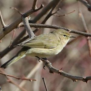 Common Chiffchaff