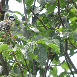 Great Tit