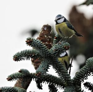 Blue Tit