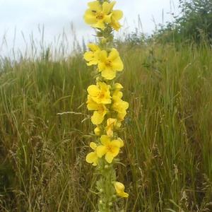 Agrimony (Common)