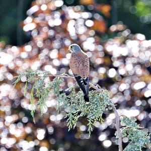 Common Kestrel