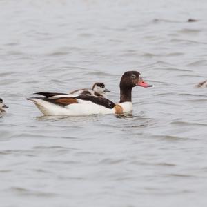 Common Shelduck