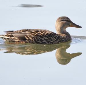 Mallard