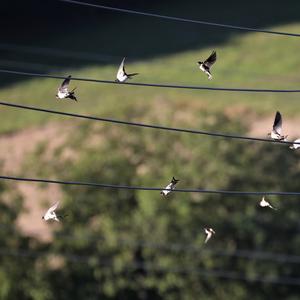 Barn Swallow