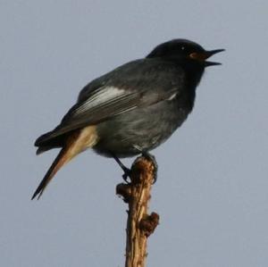 Black Redstart