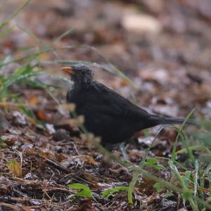 Eurasian Blackbird