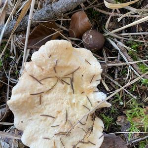 Hedgehog Fungus, Common