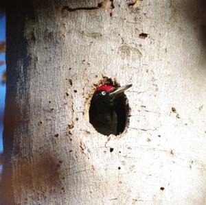 Black woodpecker