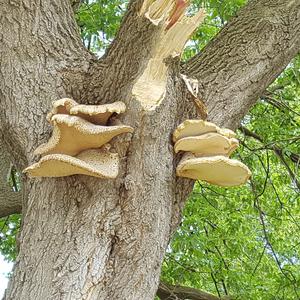 Dryad`s Saddle