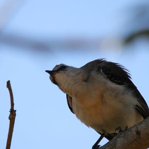 Grey Kingbird