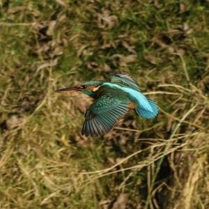 Common Kingfisher