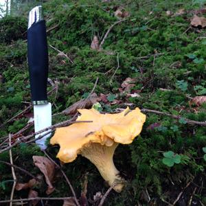 Chanterelle, Common