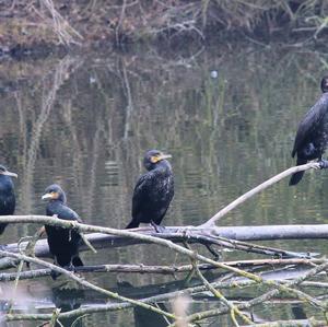 Great Cormorant