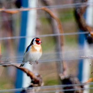 European Goldfinch