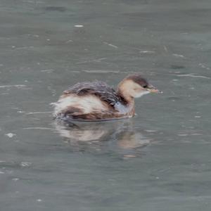 Little Grebe