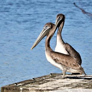 Brown Pelican