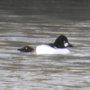 Common Goldeneye