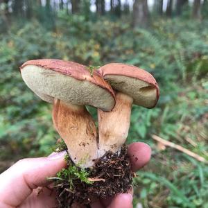 Bay Bolete